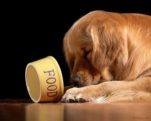 Top 5 Dog Foods: Foods that keep your dog healthy
